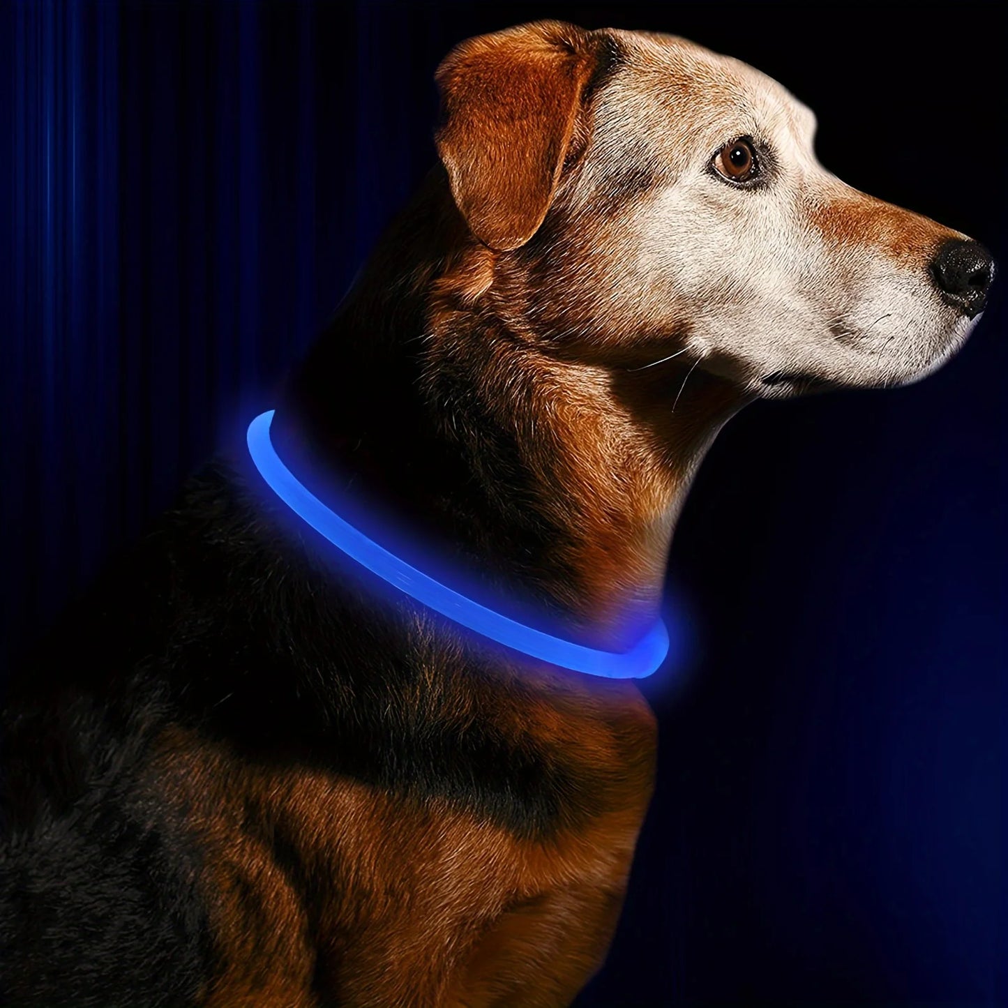 Collier lumineux chien résistant à l’eau et réglabl
