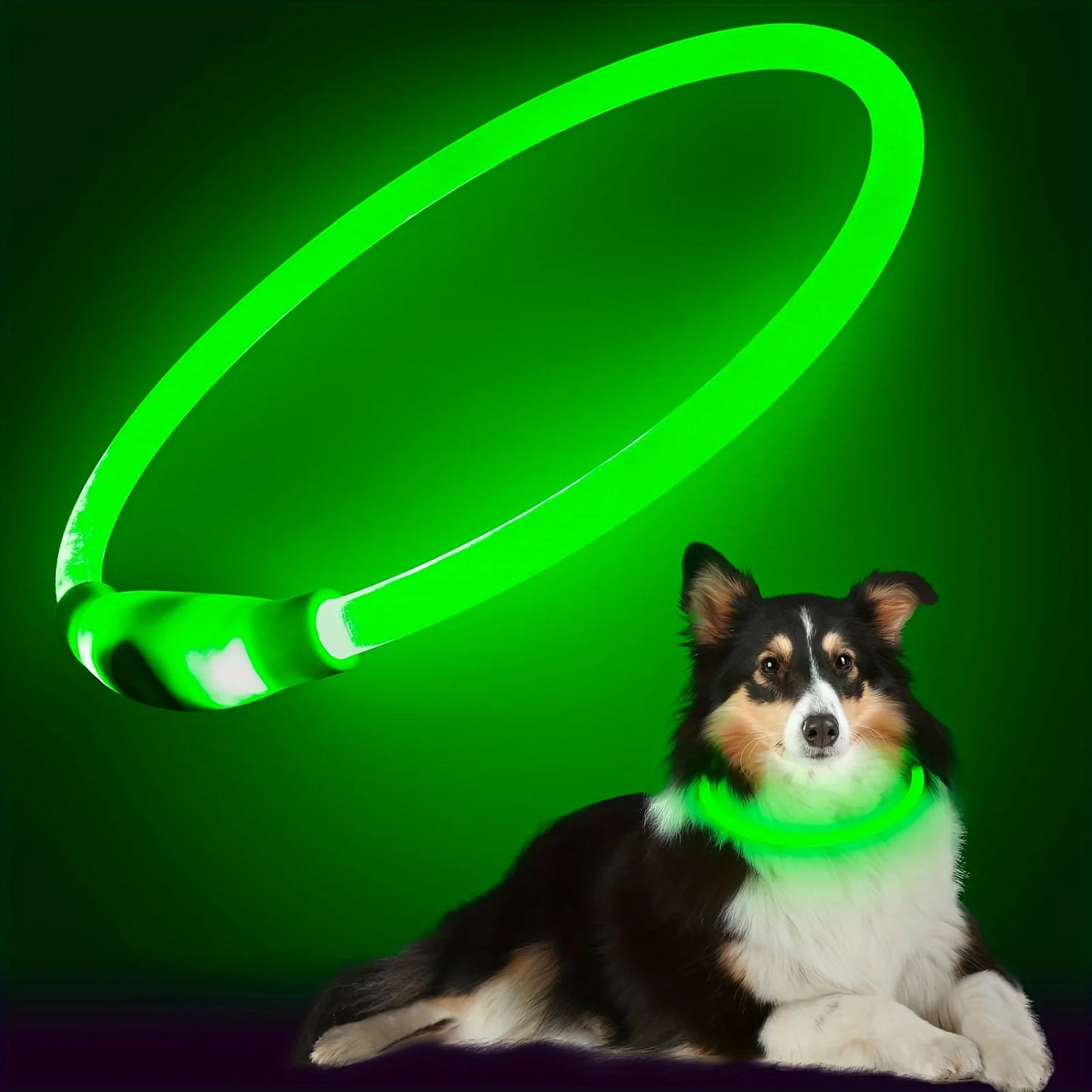 Chien portant un collier lumineux vert ajustable
