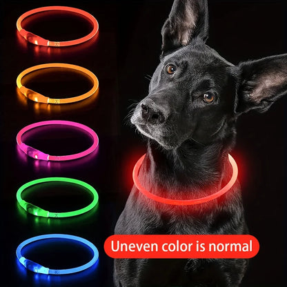 Collier lumineux LED bleu pour chien en promenade de nuit